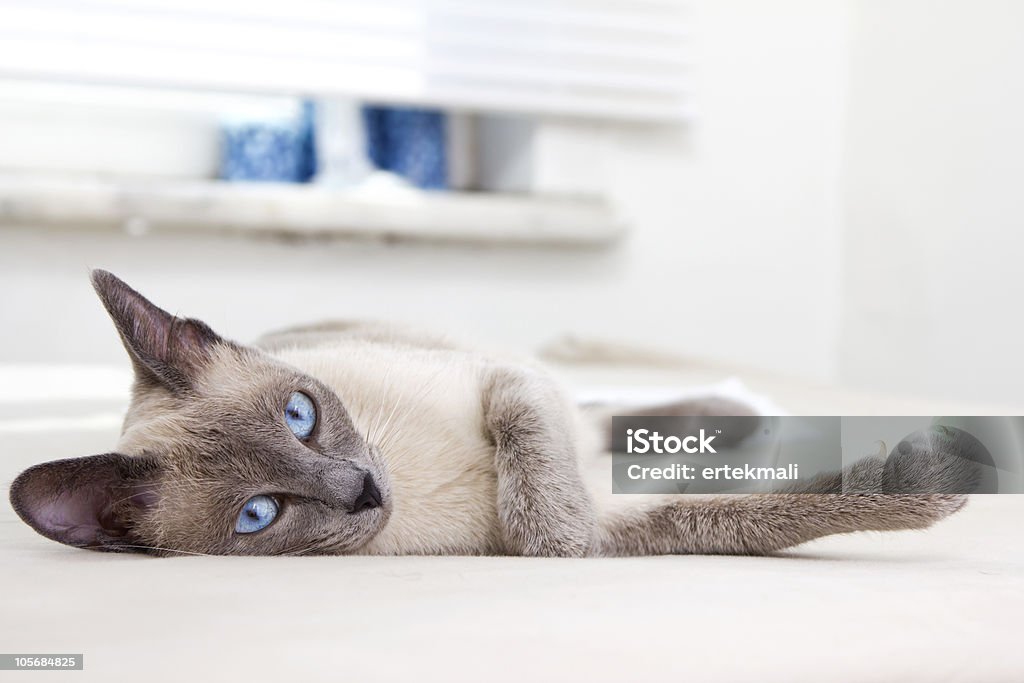 Bela siamesas relaxando em uma sala também branca - Foto de stock de Amizade royalty-free