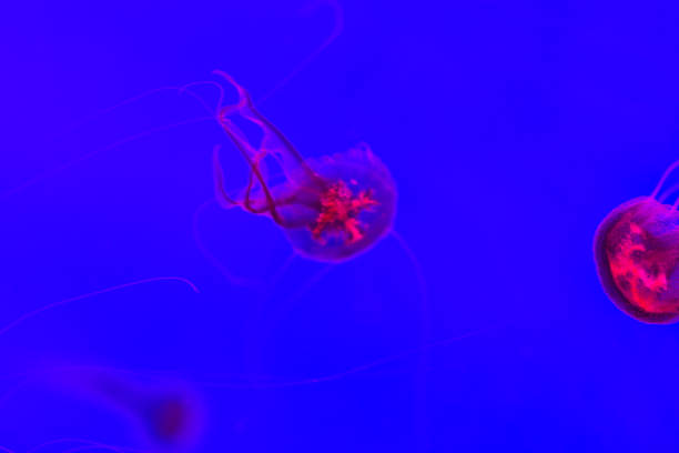 istock Red fluorescent light of jellyfish on deep blue water. 1056849180