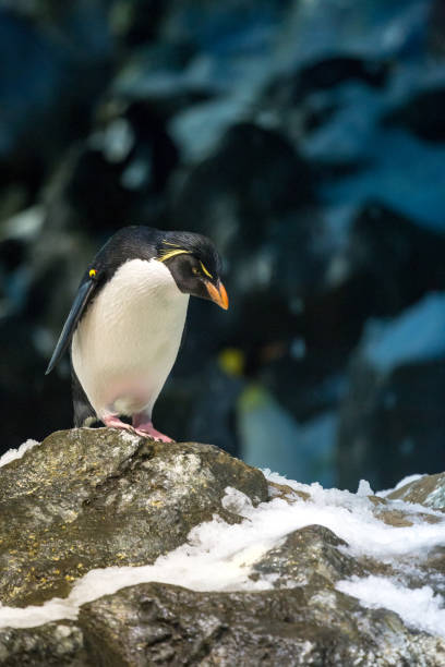 istock Macaroni Penguin standing on snowy Stone and Looking Down 1056850366