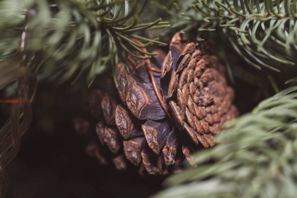 istock Close-Up Of Pine Cone Christmas Ornament With Copy Space 1056850466