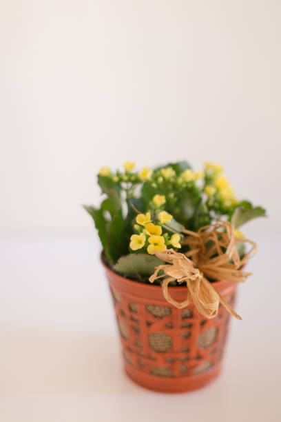 istock Yellow Kalanchoe Plant 1056850888
