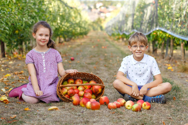 有機果樹園の赤りんごで小さな女の子と子供男の子の肖像画。幸せな兄弟、子、兄と妹の木から熟した果実を選ぶと楽しい。家族のための収穫の季節。 - orchard child crop little boys ストックフォトと画像