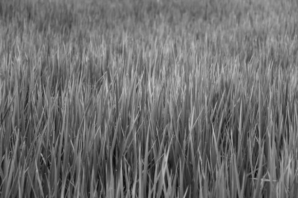 istock Grass field background on Black and White color. 1056851138