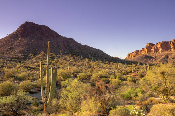 istock Beautiful desert landscape in Arizona 1056853052
