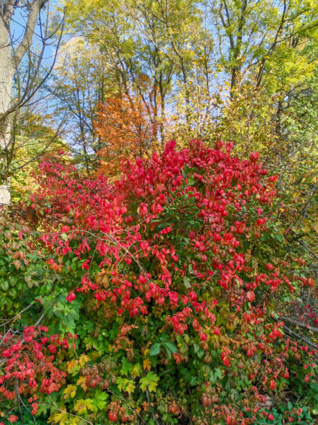 istock Autumn landscape, foliage, yellow, red, green 1056853252
