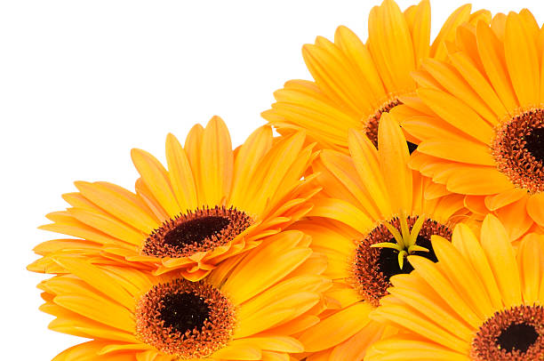 istock Bunch of orange gerbers 105685346