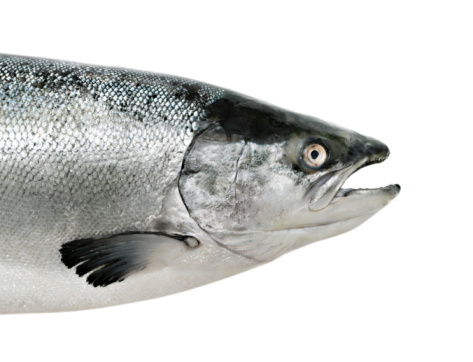 Big salmon fish isolated