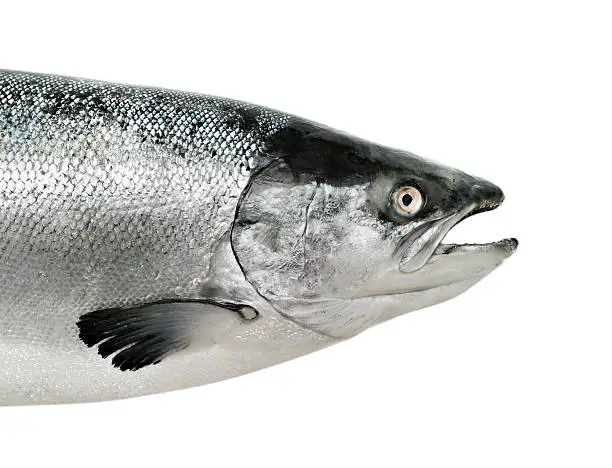 Photo of Big salmon fish isolated