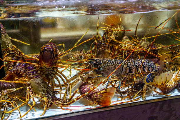 istock Live Lobsters in tank 1056861582