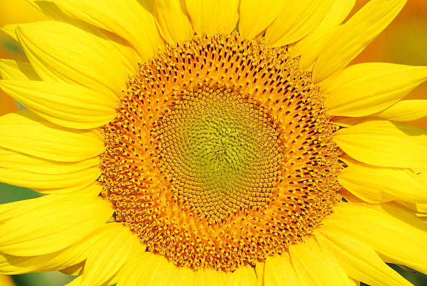 istock sunflower close detail 105686335