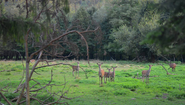 istock Deer and fallow in national parks in freedom 1056863692