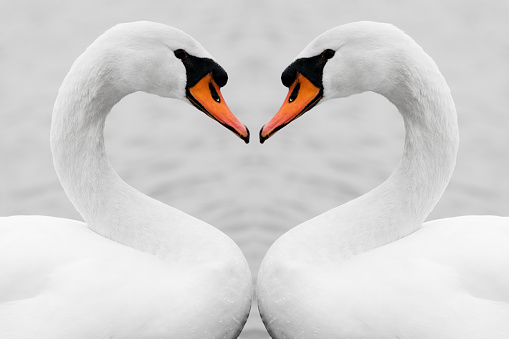 verdadero amor de los cisnes photo