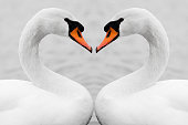 true love of swans