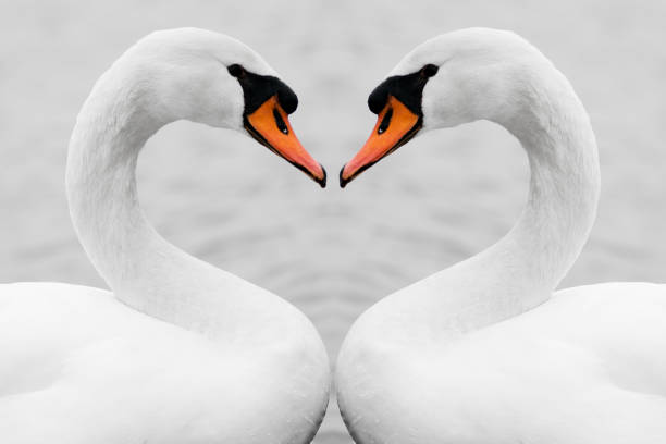 true love of swans Heart shape love symbol from neck of two white swans. Symmetry, true love, beauty in nature. swan photos stock pictures, royalty-free photos & images