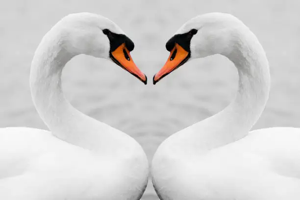 Photo of true love of swans