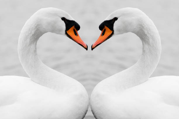 true love of swans - symmetry imagens e fotografias de stock