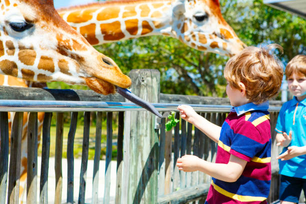 istock Two little kids boys and father watching and feeding giraffe in 1056864096