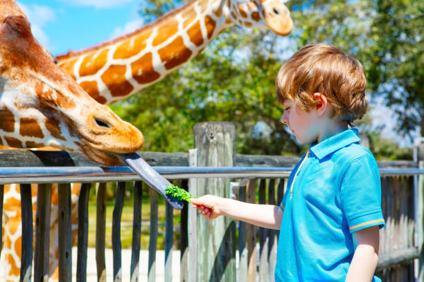 istock Little kid boy watching and feeding giraffe in zoo 1056864102