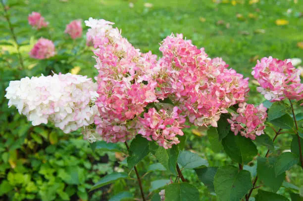 Hydrangea paniculata vanille fraise white and red flowers