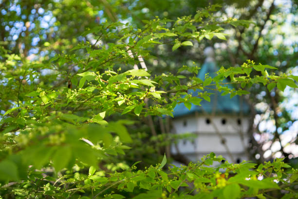 Birdhouse - foto stock