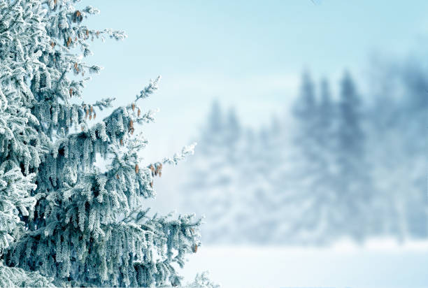 winter  background with fir tree branch .merry christmas and happy new year greeting card with copy-space. christmas landscape with snow and fir trees - landscape fir tree nature sunrise imagens e fotografias de stock