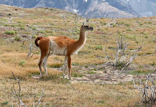 Guanaco (wild llama)  in Torres del Paine National Park, Patagonia (Chile).  Pain Grande in the background.   More Patagonia Images 