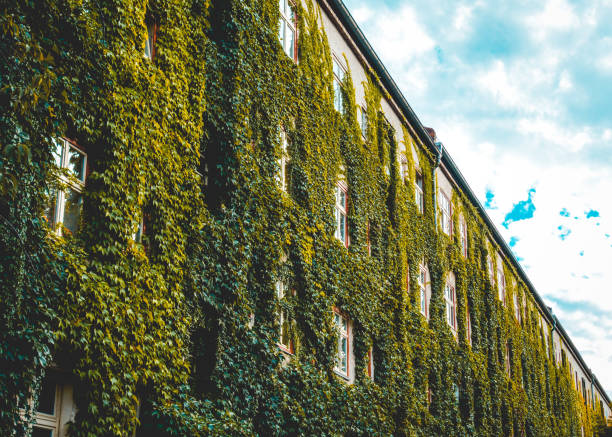 istock old apartment building with ivy facade 1056871946