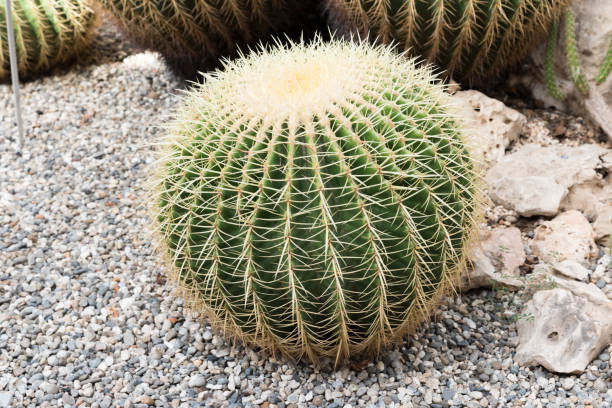 istock Botanical Garden of Catania Sicily 1056872374