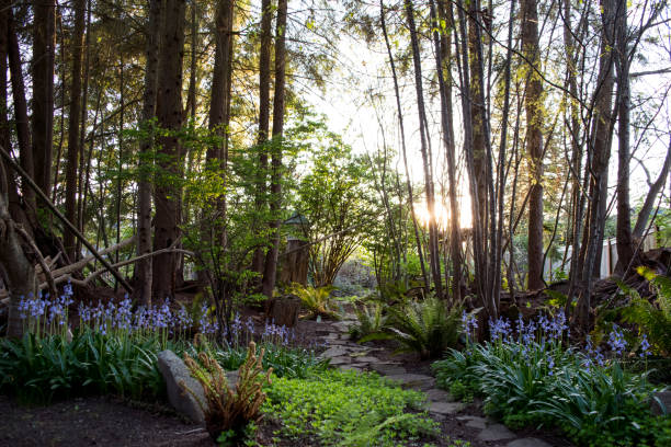 Forest path stock photo