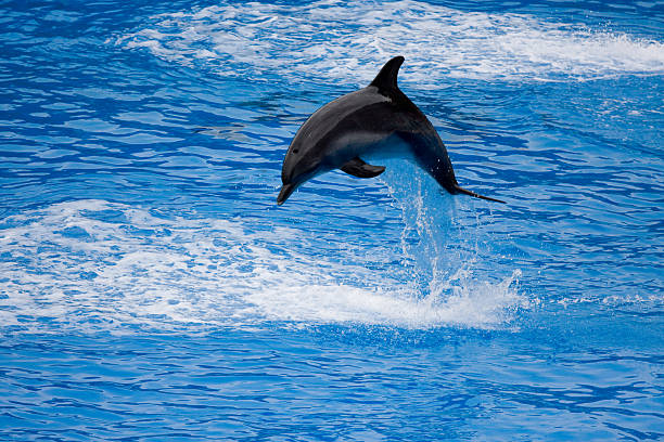istock dolphin jumps out from the water 105687375