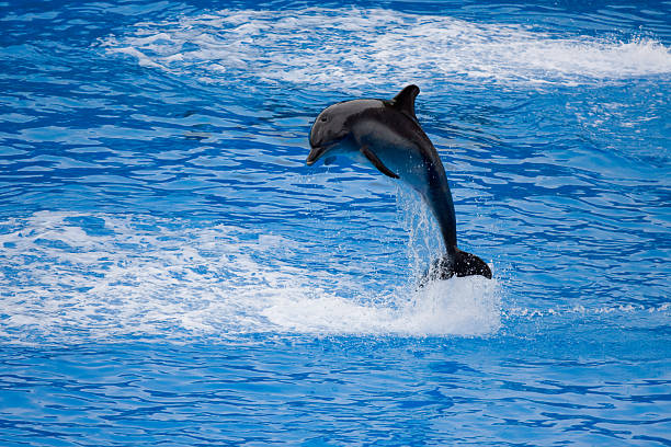istock Dolphin jumps out from the water 105687376