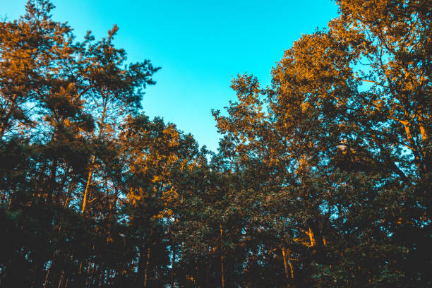 istock beautiful treetops in warm afternoon sunlight 1056874016