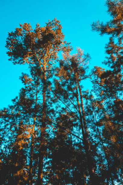 istock high formated picture of treetops from the low angle view 1056874120