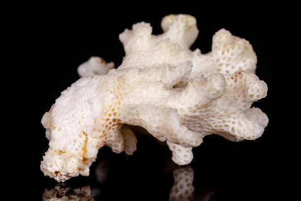 istock Macro mineral stone Chalcedony geode on black background 1056874600