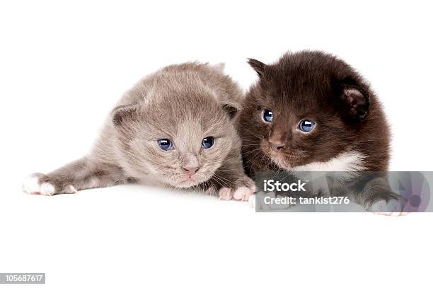 Zwei Flauschige Kleines Kätzchen Stockfoto und mehr Bilder von Bildkomposition und Technik - Bildkomposition und Technik, Domestizierte Tiere, Farbbild