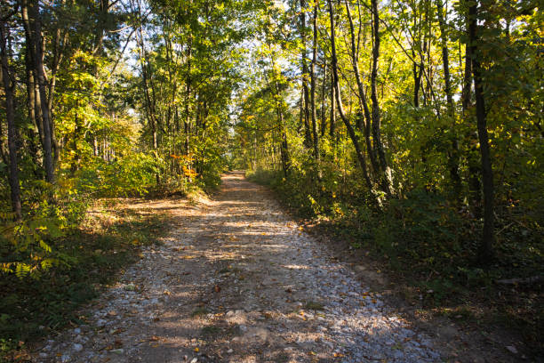 istock a path in the field with colorful plants in autumn 1056881472