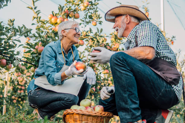 istock Senior couple at apple orchard 1056881830