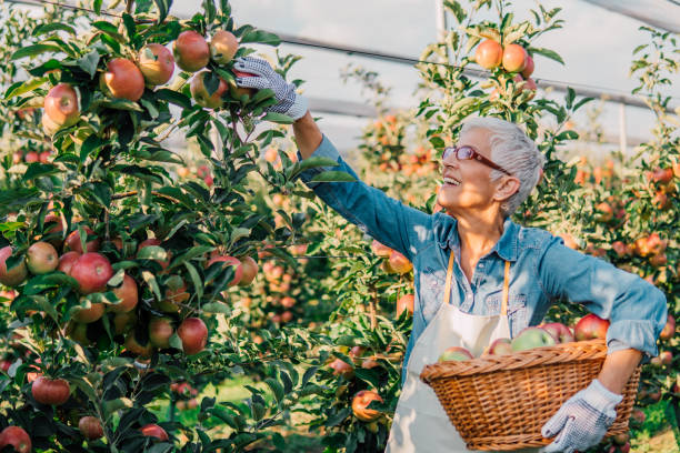 istock Senior woman picking up apples 1056881832