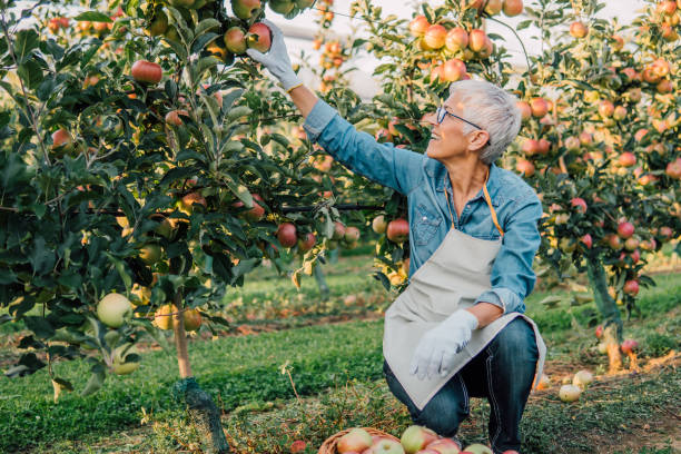 istock Woman working at the apple orchard 1056881938