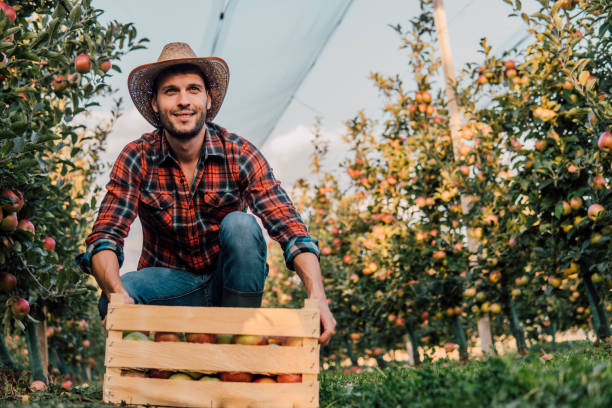 istock Young farmer with a crate of apples 1056881940