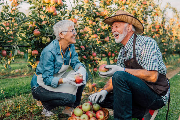 istock Senior couple holding apples 1056882740