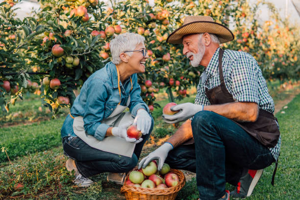 Happy old couple holding apples Senior couple with homegrown apples outdoors the farmer and his wife pictures stock pictures, royalty-free photos & images