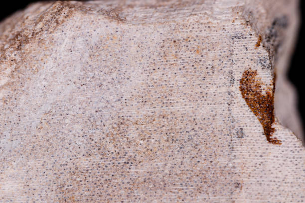 istock Macro mineral stone petrified tree on black background 1056882950