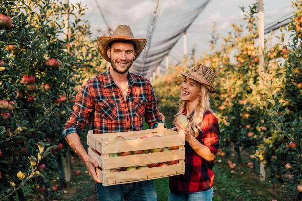 istock Young couple holding a crate of apples 1056883064