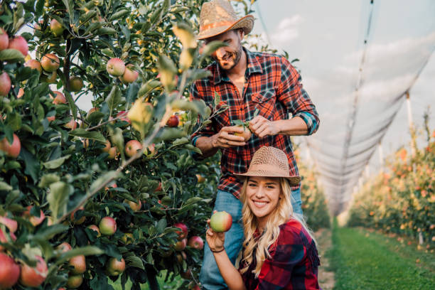 istock Young couple working at plantation of apples 1056885040