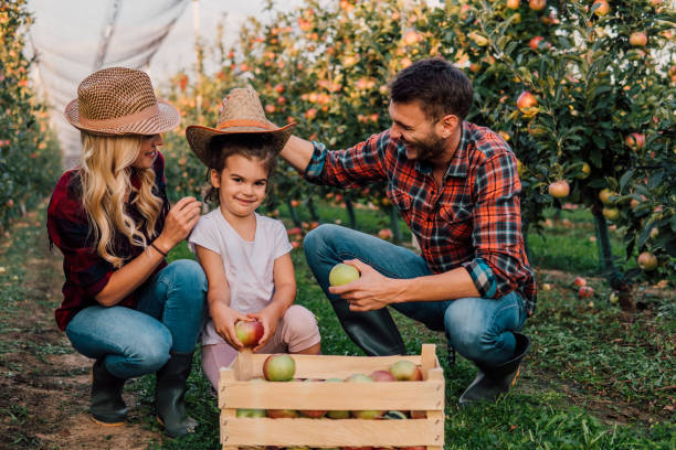 istock Farmer with family at apple orchard 1056885524