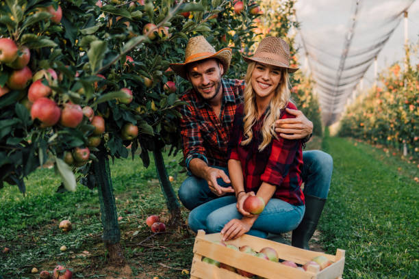 istock Hugging couple at plantation of fruit 1056885608