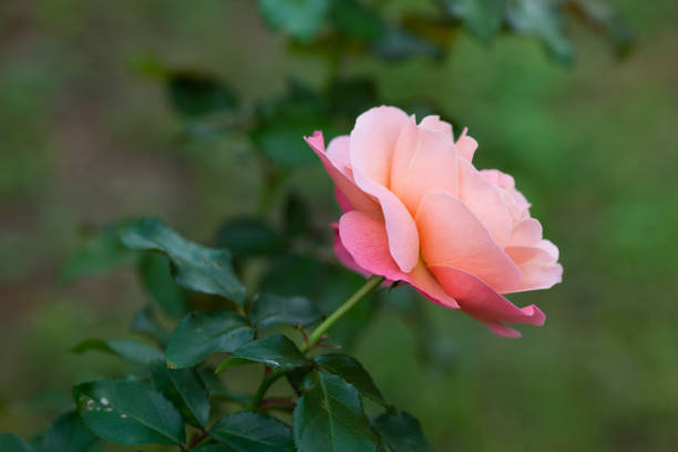 apricot rose flower