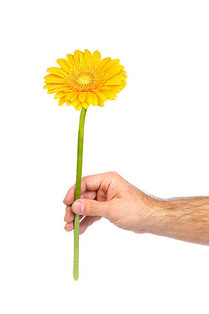 istock Yellow gerbera in male hand 105688782