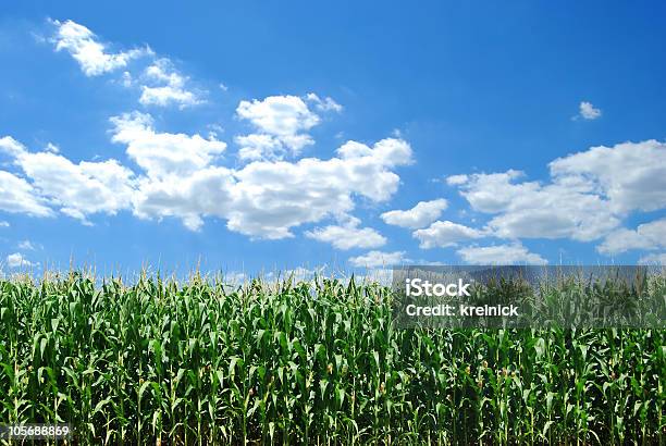 Cornfield Stock Photo - Download Image Now - Agricultural Field, Agriculture, Blue